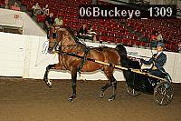 06buckeye_1309 thumbnail