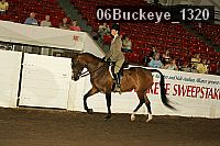 06buckeye_1320 thumbnail