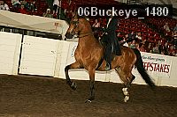 06buckeye_1480 thumbnail