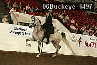 06buckeye_1497 thumbnail