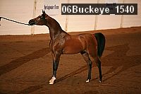 06buckeye_1540 thumbnail