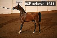 06buckeye_1541 thumbnail