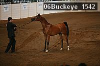 06buckeye_1542 thumbnail