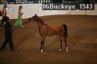 06buckeye_1543 thumbnail