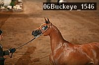 06buckeye_1546 thumbnail