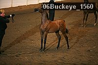 06buckeye_1560 thumbnail