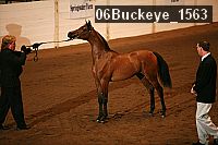 06buckeye_1563 thumbnail