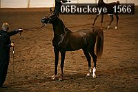 06buckeye_1566 thumbnail