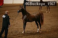 06buckeye_1567 thumbnail