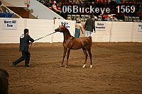 06buckeye_1569 thumbnail