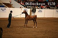 06buckeye_1570 thumbnail