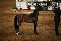 06buckeye_1571 thumbnail