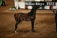 06buckeye_1572 thumbnail