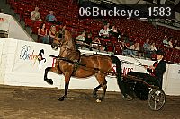 06buckeye_1583 thumbnail