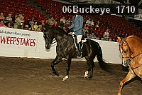 06buckeye_1710 thumbnail