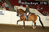 06buckeye_1716 thumbnail