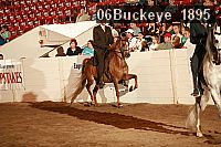 06buckeye_1895 thumbnail