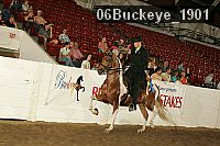 06buckeye_1901 thumbnail