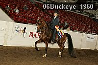 06buckeye_1960 thumbnail