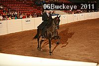 06buckeye_2011 thumbnail