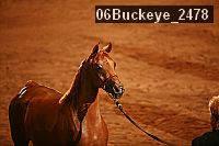 06buckeye_2478 thumbnail