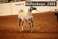 06buckeye_2484 thumbnail