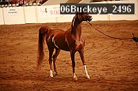 06buckeye_2496 thumbnail