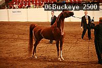 06buckeye_2500 thumbnail