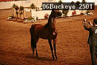 06buckeye_2501 thumbnail