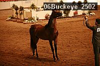 06buckeye_2502 thumbnail