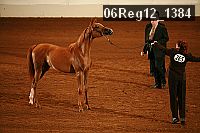 06reg12_1384 thumbnail