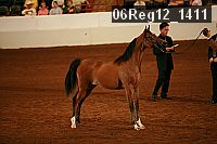 06reg12_1411 thumbnail