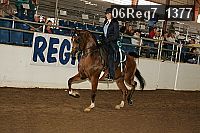 06reg7_1377 thumbnail