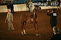 06reg7_1557 thumbnail