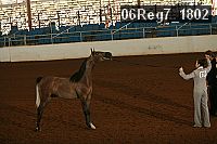 06reg7_1802 thumbnail