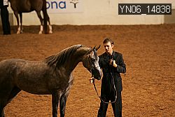 YN06_14838 thumbnail