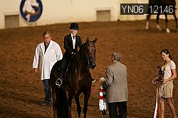 YN06_12146 thumbnail