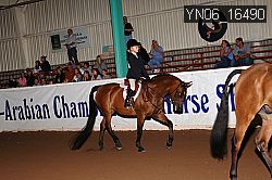 YN06_16490 thumbnail