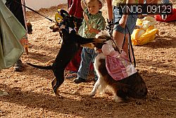 YN06_09123 thumbnail