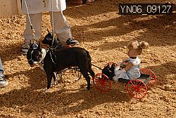 YN06_09127 thumbnail