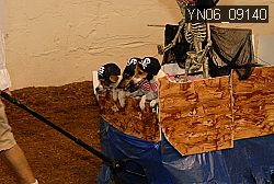 YN06_09140 thumbnail
