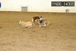 YN06_14305 thumbnail