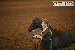 07r7_1372 thumbnail