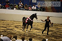 08r12_2488 thumbnail