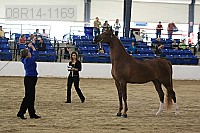08r14-1169 thumbnail