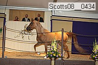 scotts08__0434 thumbnail