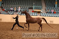 08yn-05995 thumbnail