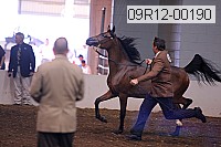 09r12-00190 thumbnail
