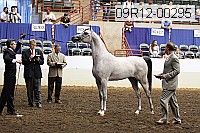 09r12-00295 thumbnail