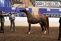 09r12-00335 thumbnail